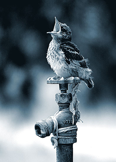 photography of baby bird is thirsty