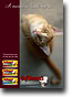 photography of cat for poster